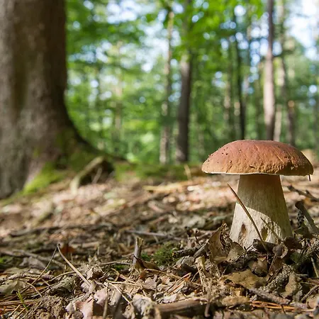 Propuh By Interhome Vilă *